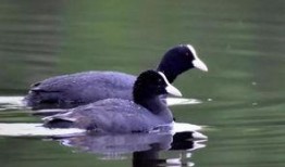 赤峰大鹅被爆料视频播放,视频曝光引发网友热议