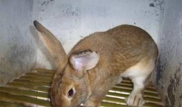 兔子狮子爆料视频大全,视频大全集锦