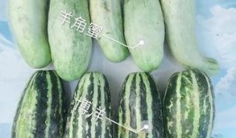满背网红吃瓜,满背网红背后的故事