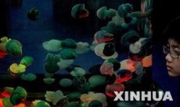 日本电影水母在线观看,探寻深海奇遇的神秘之旅