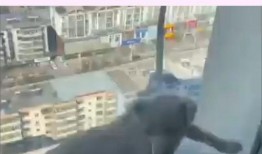 小狗情人爆料视频,揭秘视频背后的感人故事