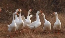 赤峰大鹅被爆料视频播放,视频曝光引发网友热议