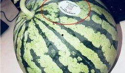 满背网红吃瓜,满背网红背后的故事