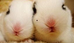 兔子狮子爆料视频大全,视频大全集锦