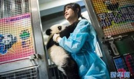 熊猫家族成员爆料视频大全,爆笑视频大全幕后故事