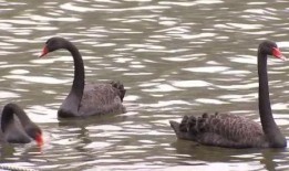 赤峰大鹅被爆料视频播放,视频曝光引发网友热议